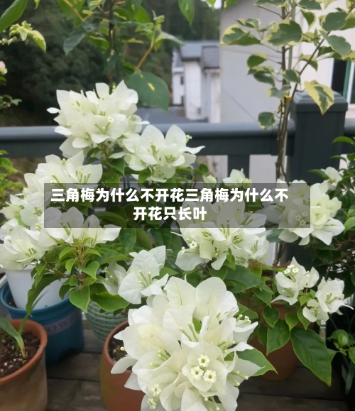 三角梅为什么不开花三角梅为什么不开花只长叶