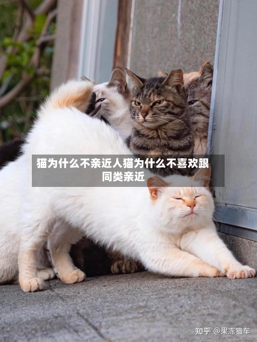 猫为什么不亲近人猫为什么不喜欢跟同类亲近