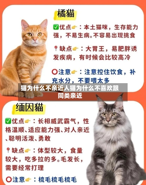 猫为什么不亲近人猫为什么不喜欢跟同类亲近
