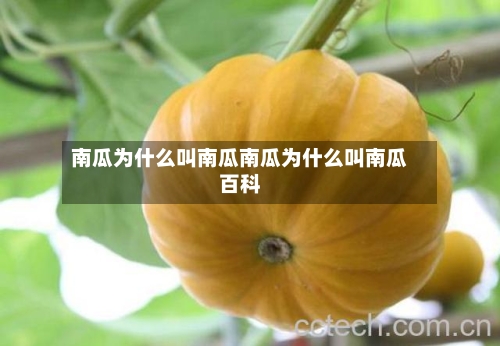 南瓜为什么叫南瓜南瓜为什么叫南瓜百科