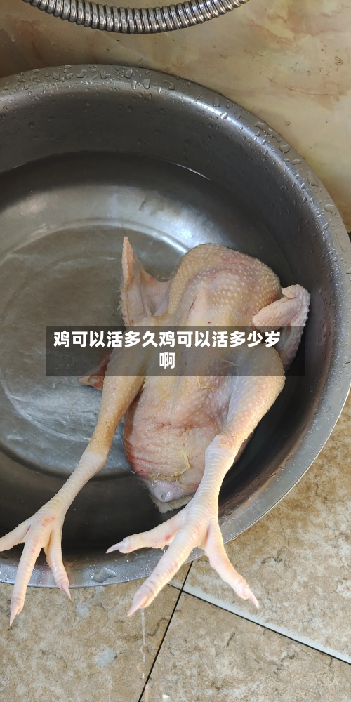 鸡可以活多久鸡可以活多少岁啊