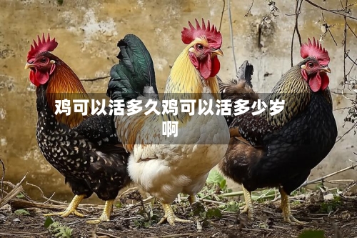 鸡可以活多久鸡可以活多少岁啊