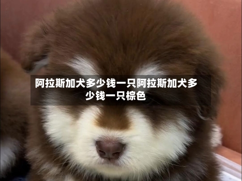 阿拉斯加犬多少钱一只阿拉斯加犬多少钱一只棕色