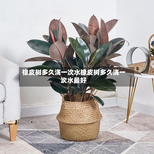橡皮树多久浇一次水橡皮树多久浇一次水最好