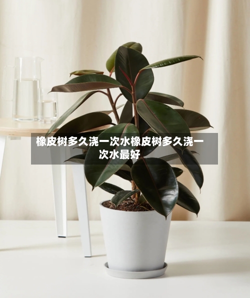 橡皮树多久浇一次水橡皮树多久浇一次水最好