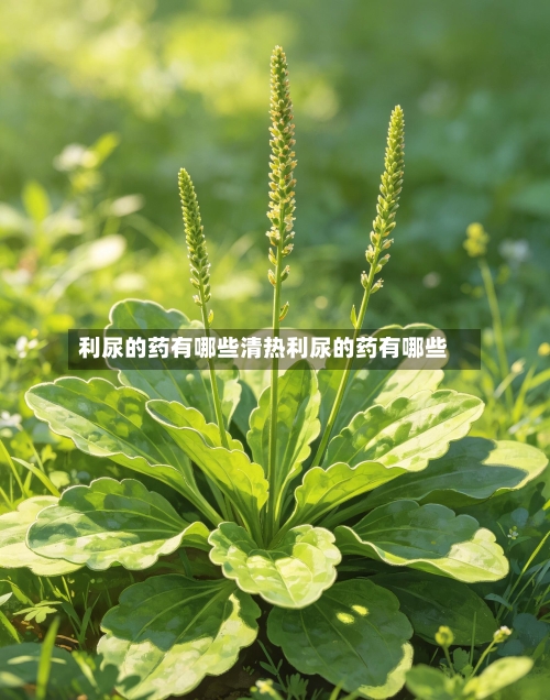 利尿的药有哪些清热利尿的药有哪些