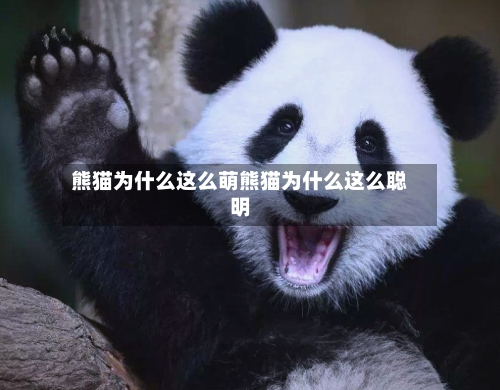 熊猫为什么这么萌熊猫为什么这么聪明