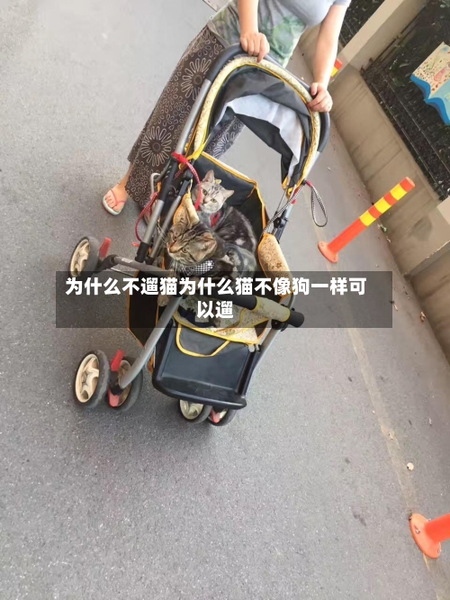 为什么不遛猫为什么猫不像狗一样可以遛